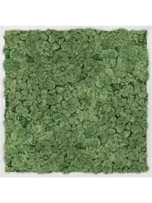 Aluminum 100% Reindeer moss (Moss green)