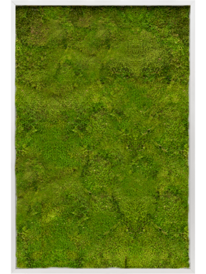 Aluminum 100% Flat moss