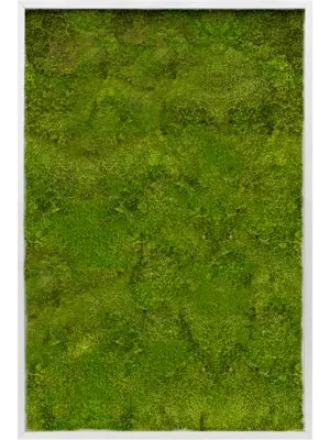 Aluminum 100% Flat moss