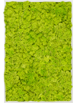 Aluminum 100% Reindeer moss (Spring green)