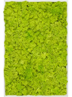 Aluminum 100% Reindeer moss (Spring green)