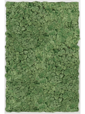 Aluminum 100% Reindeer moss (Moss green)