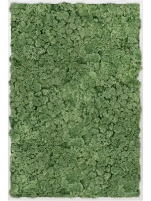 Aluminum 100% Reindeer moss (Moss green)