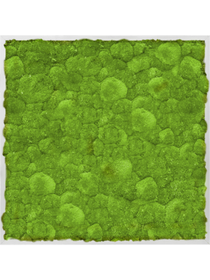 Aluminum 100% Ball moss