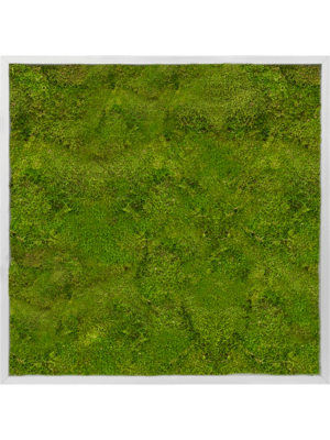 Aluminum 100% Flat moss