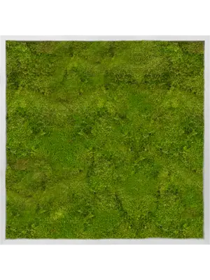 Aluminum 100% Flat moss