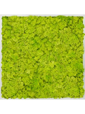Aluminum 100% Reindeer moss (Spring green)