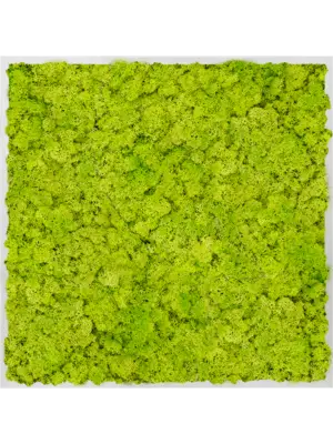 Aluminum 100% Reindeer moss (Spring green)