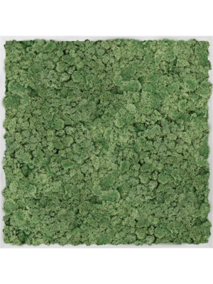Aluminum 100% Reindeer moss (Moss green)