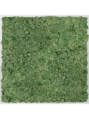 Aluminum 100% Reindeer moss (Moss green)