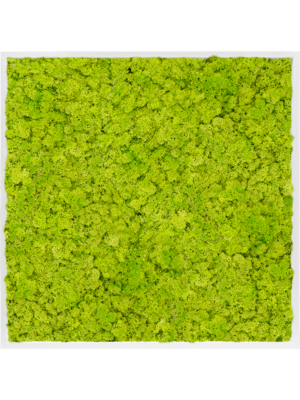 MDF RAL 9010 Satin Gloss 100% Reindeer Moss (Spring green)