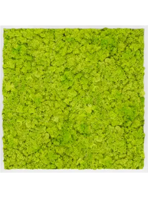 MDF RAL 9010 Satin Gloss 100% Reindeer Moss (Spring green)