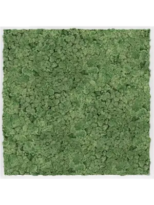 MDF RAL 9010 Satin Gloss 100% Reindeer Moss (Moss green)