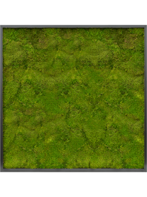 MDF RAL 9005 Satin Gloss 100% Flat moss