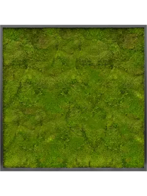 MDF RAL 9005 Satin Gloss 100% Flat moss