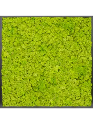MDF RAL 9005 Satin Gloss 100% Reindeer moss (Spring green)