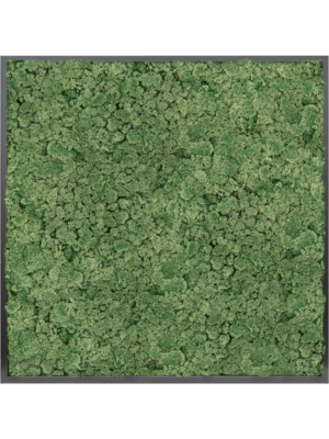 MDF RAL 9005 Satin Gloss 100% Reindeer moss (Moss green)