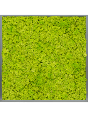 MDF RAL 7016 Satin Gloss 100% Reindeer moss (Spring green)