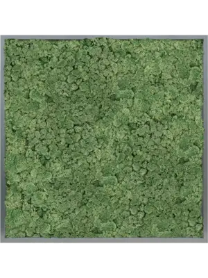 MDF RAL 7016 Satin Gloss 100% Reindeer moss (Moss green)