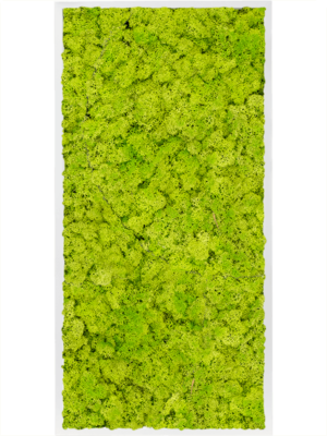 MDF RAL 9010 Satin Gloss 100% Reindeer Moss (Spring green)