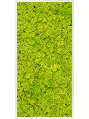 MDF RAL 9010 Satin Gloss 100% Reindeer Moss (Spring green)