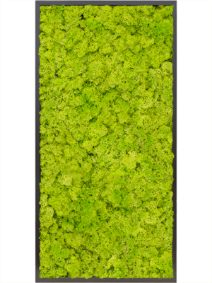 MDF RAL 9005 Satin Gloss 100% Reindeer moss (Spring green)