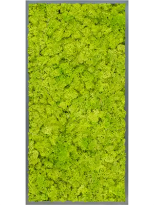 MDF RAL 7016 Satin Gloss 100% Reindeer moss (Spring green)