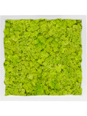 MDF RAL 9010 Satin Gloss 100% Reindeer Moss (Spring green)