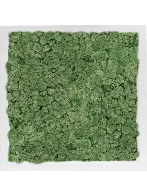 MDF RAL 9010 Satin Gloss 100% Reindeer Moss (Moss green)
