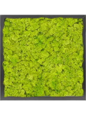 MDF RAL 9005 Satin Gloss 100% Reindeer moss (Spring green)