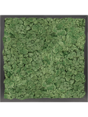MDF RAL 9005 Satin Gloss 100% Reindeer moss (Moss green)
