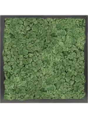 MDF RAL 9005 Satin Gloss 100% Reindeer moss (Moss green)