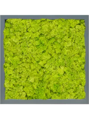 MDF RAL 7016 Satin Gloss 100% Reindeer (Moss spring green)