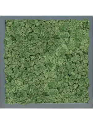 MDF RAL 7016 Satin Gloss 100% Reindeer Moss (Moss green)