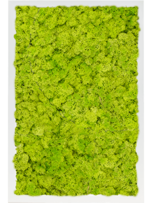 MDF RAL 9010 Satin Gloss 100% Reindeer Moss (Spring green)