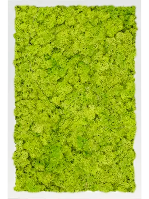 MDF RAL 9010 Satin Gloss 100% Reindeer Moss (Spring green)