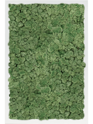 MDF RAL 9010 Satin Gloss 100% Reindeer Moss (Moss green)
