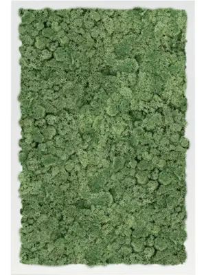 MDF RAL 9010 Satin Gloss 100% Reindeer Moss (Moss green)