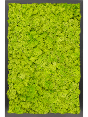 MDF RAL 9005 Satin Gloss 100% Reindeer moss (Spring green)