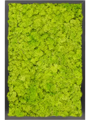MDF RAL 9005 Satin Gloss 100% Reindeer moss (Spring green)