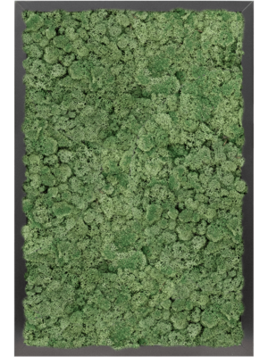 MDF RAL 9005 Satin Gloss 100% Reindeer moss (Moss green)
