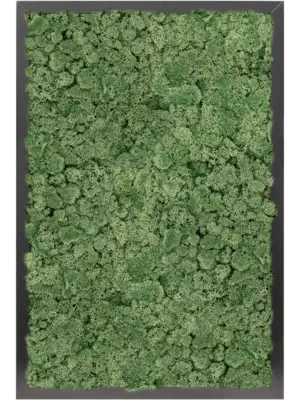 MDF RAL 9005 Satin Gloss 100% Reindeer moss (Moss green)