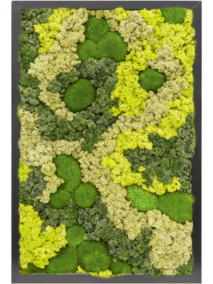 MDF RAL 9005 Satin Gloss 30% Ball moss 70% Reindeer moss (Mix)