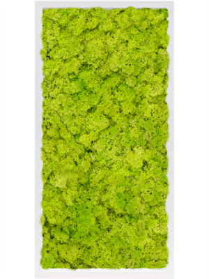 MDF RAL 9010 Satin Gloss 100% Reindeer Moss (Spring green)