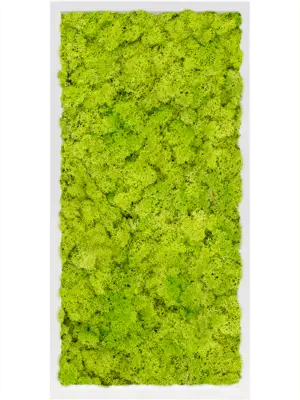 MDF RAL 9010 Satin Gloss 100% Reindeer Moss (Spring green)