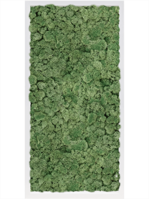 MDF RAL 9010 Satin Gloss 100% Reindeer Moss (Moss green)