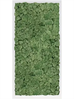MDF RAL 9010 Satin Gloss 100% Reindeer Moss (Moss green)