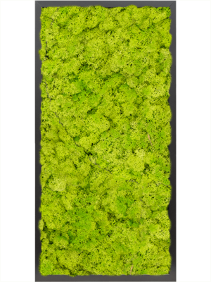 MDF RAL 9005 Satin Gloss 100% Reindeer moss (Spring green)