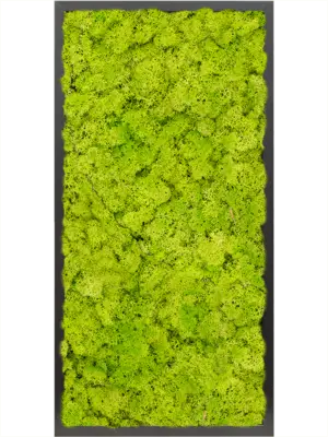 MDF RAL 9005 Satin Gloss 100% Reindeer moss (Spring green)