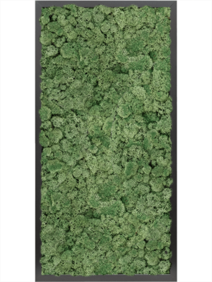 MDF RAL 9005 Satin Gloss 100% Reindeer moss (Moss green)